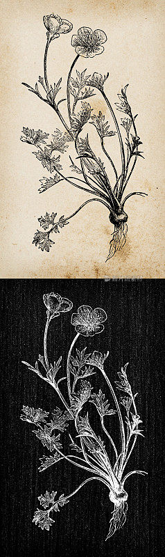植物学植物古董雕刻插画:毛茛(Ranunculus bulbosus, St. Anthony's turnip，球根毛茛)